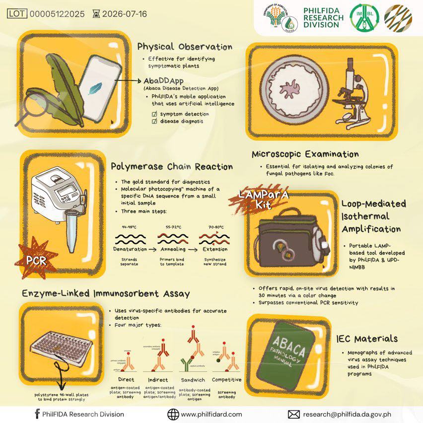 PhilFIDA developed diagnostic tools to ensure virus-free planting materials and support breeding programs 2