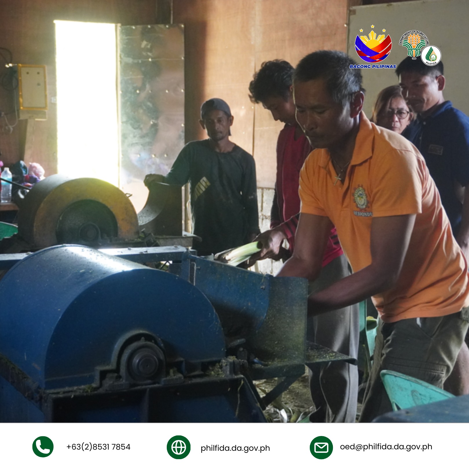 A man operates a machine to process pineapple leaves into fiber, carefully feeding the leaves into the decorticator to extract high-quality strands. The mechanical process transforms the raw material into usable fiber, showcasing innovation in sustainable textile production.