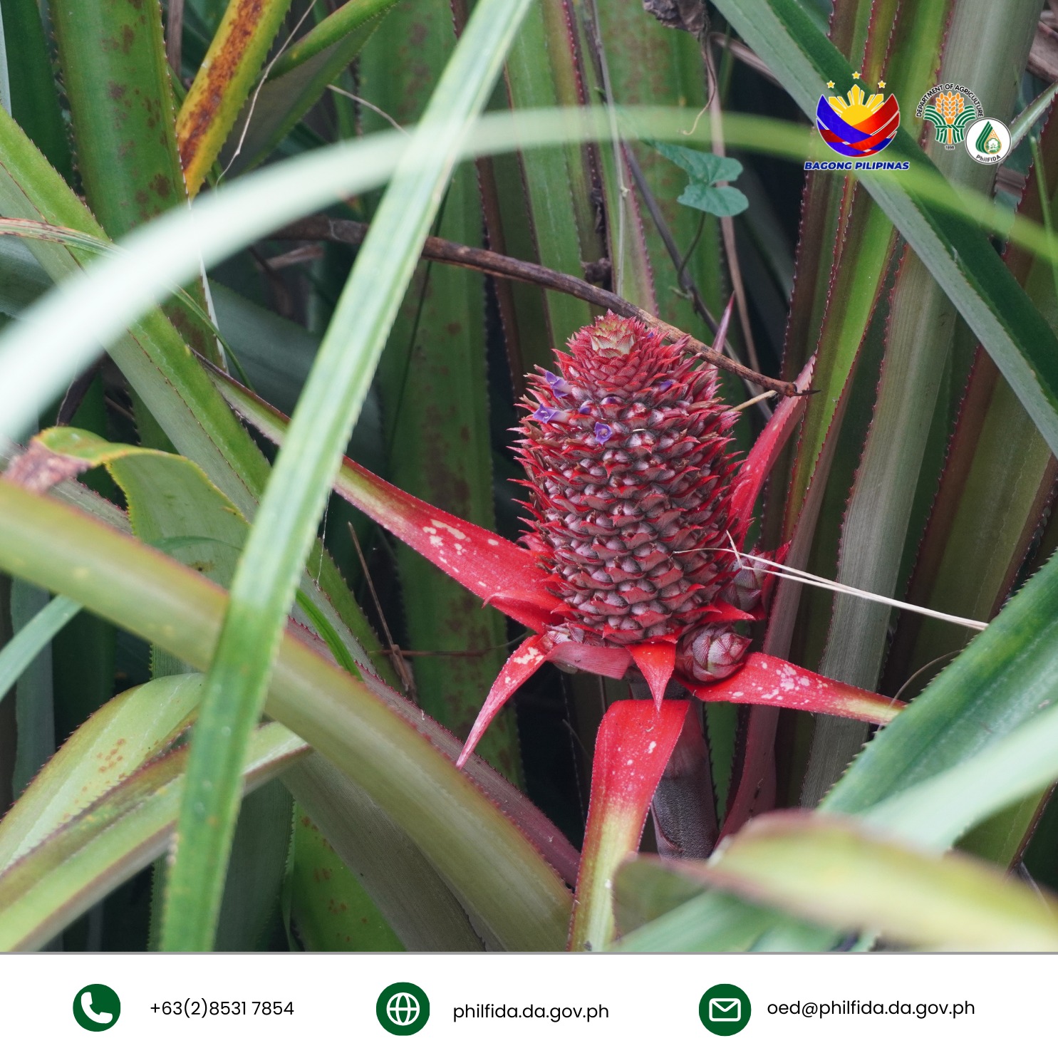 A red pineapple