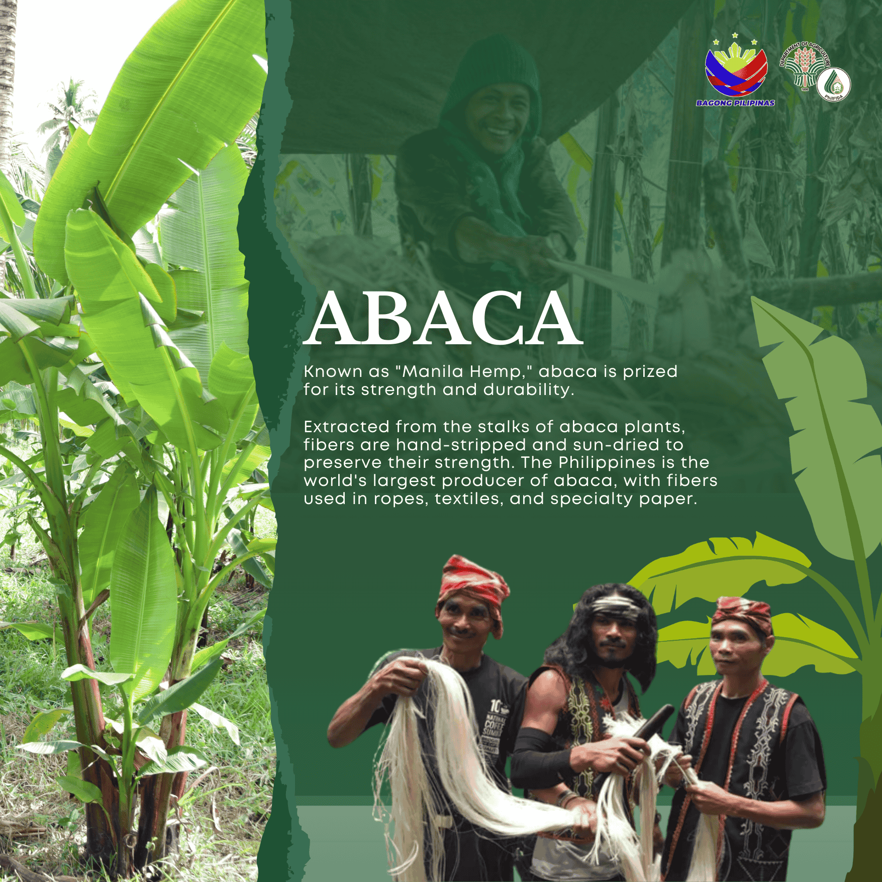 About Abaca Fiber