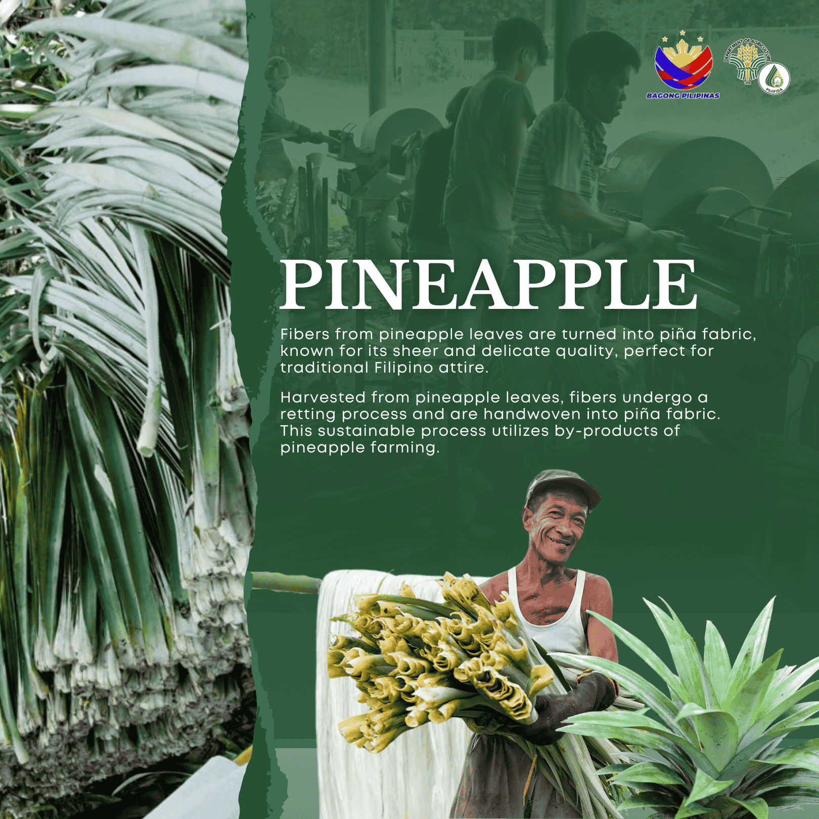 About Pineapple Fiber