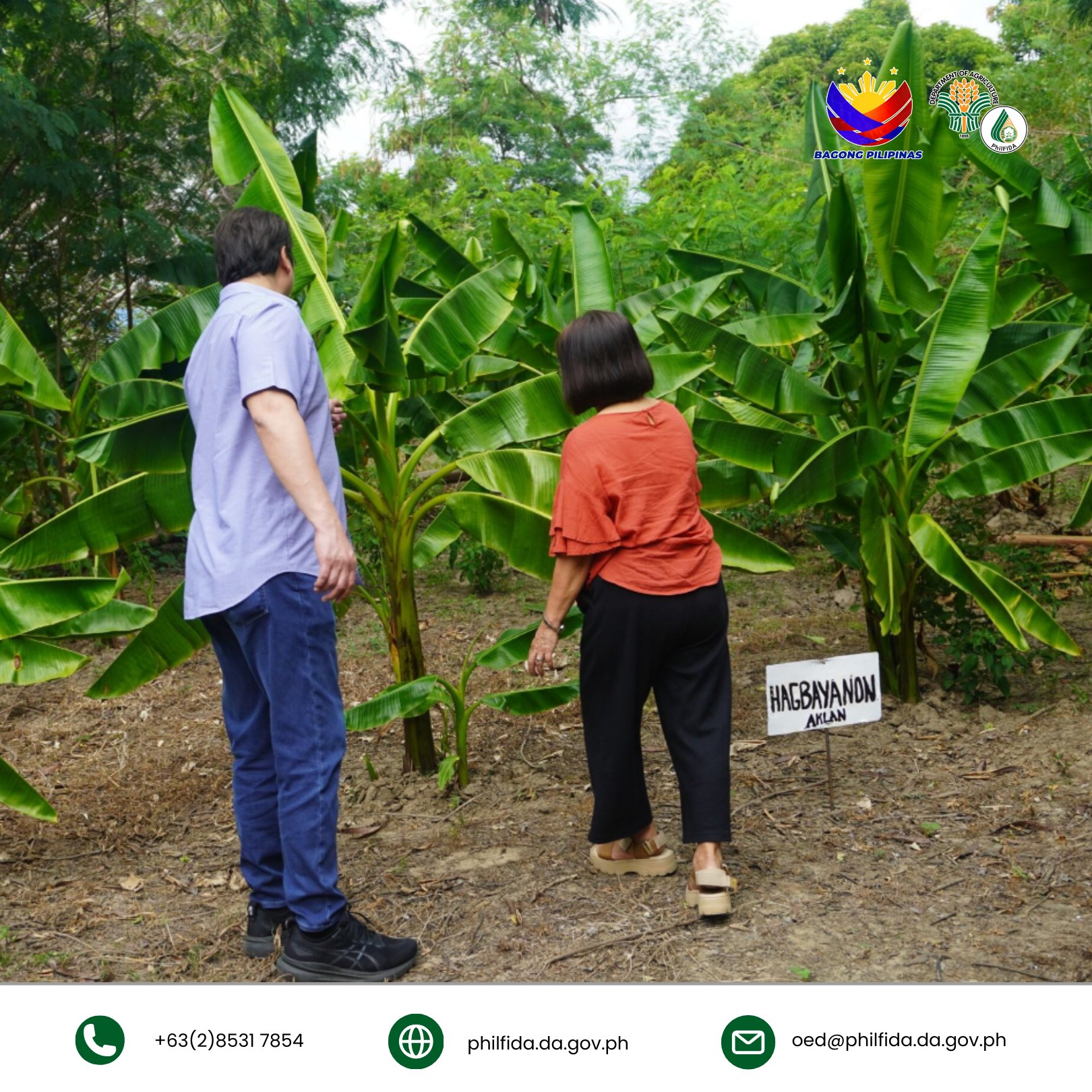 Two people inspecting an abaca plant, observing its growth and characteristics.