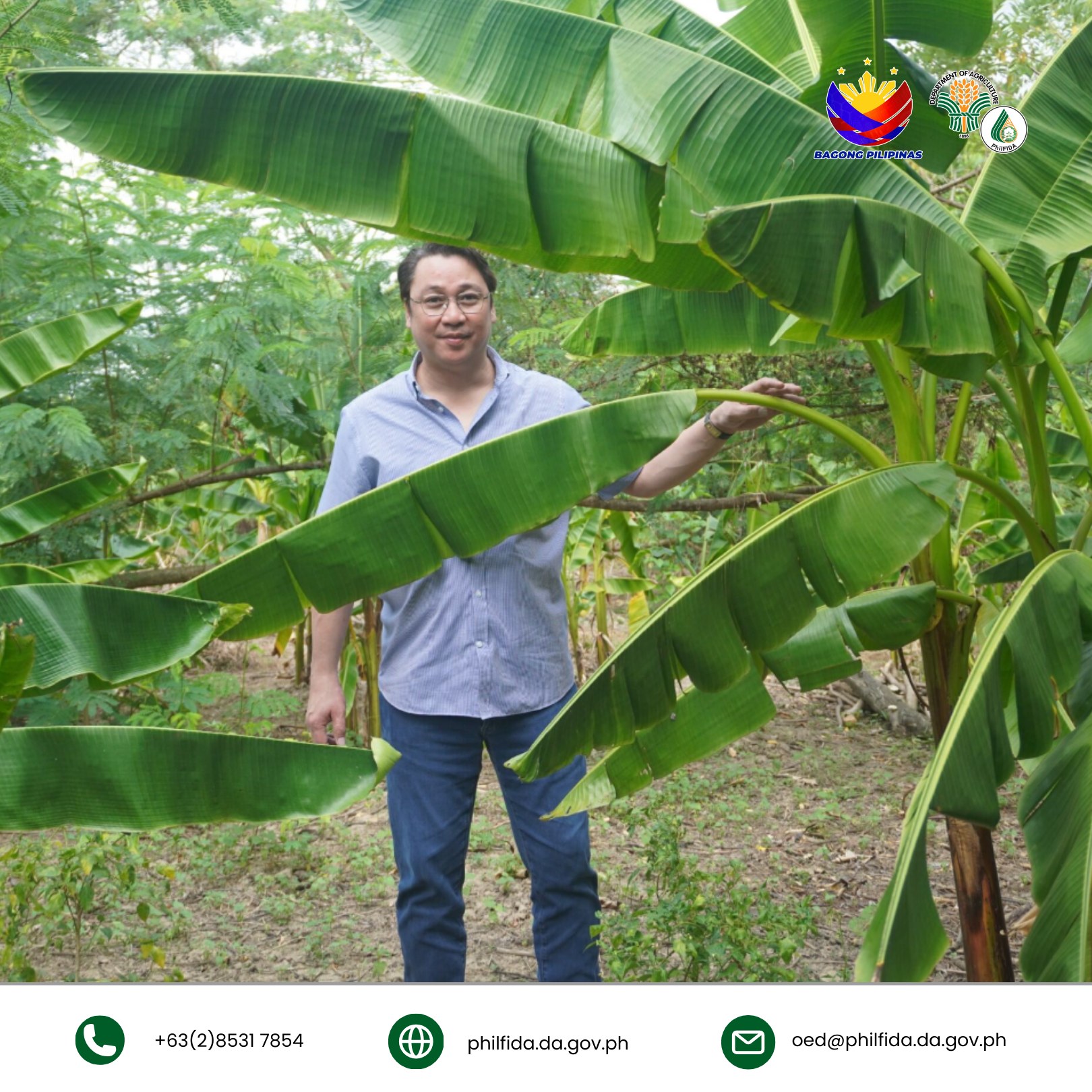 A man standing beside an abaca plant, observing its growth and characteristics.