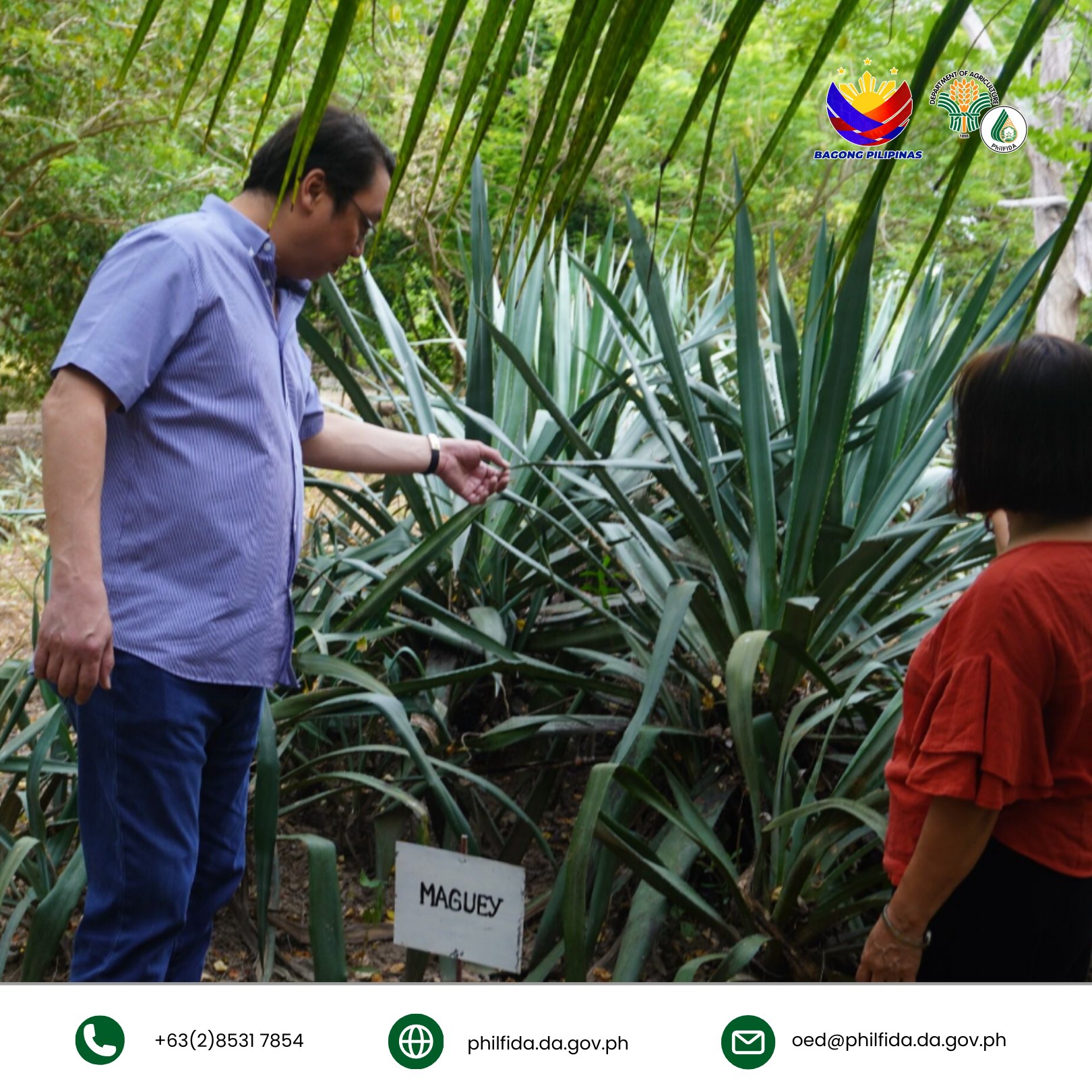 A man inspecting a maguey plant, observing its growth and characteristics.