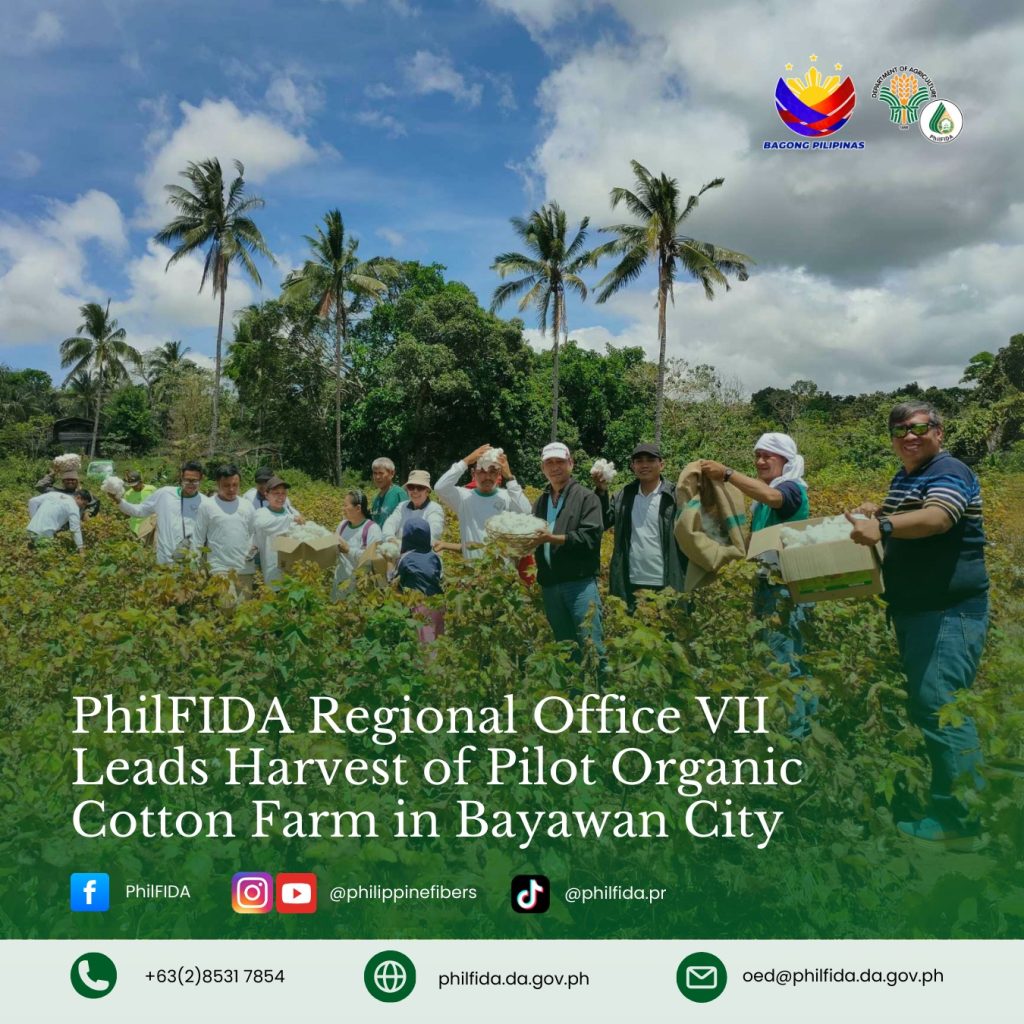 PhilFIDA Regional Office VII Leads Harvest of Pilot Organic Cotton Farm in Bayawan City